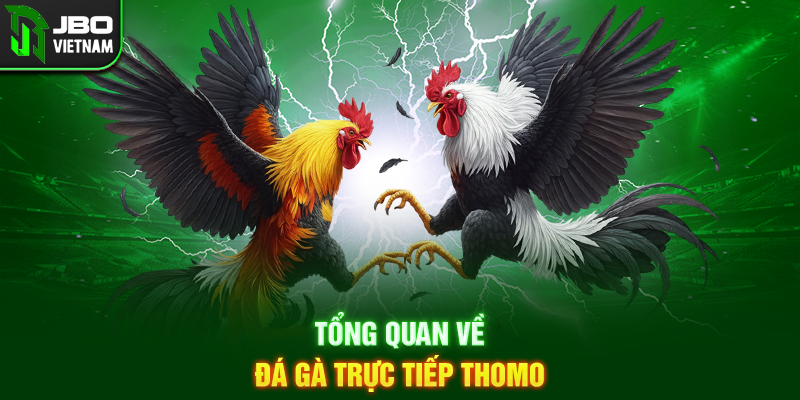 Tổng quan về Đá Gà Trực Tiếp Thomo
